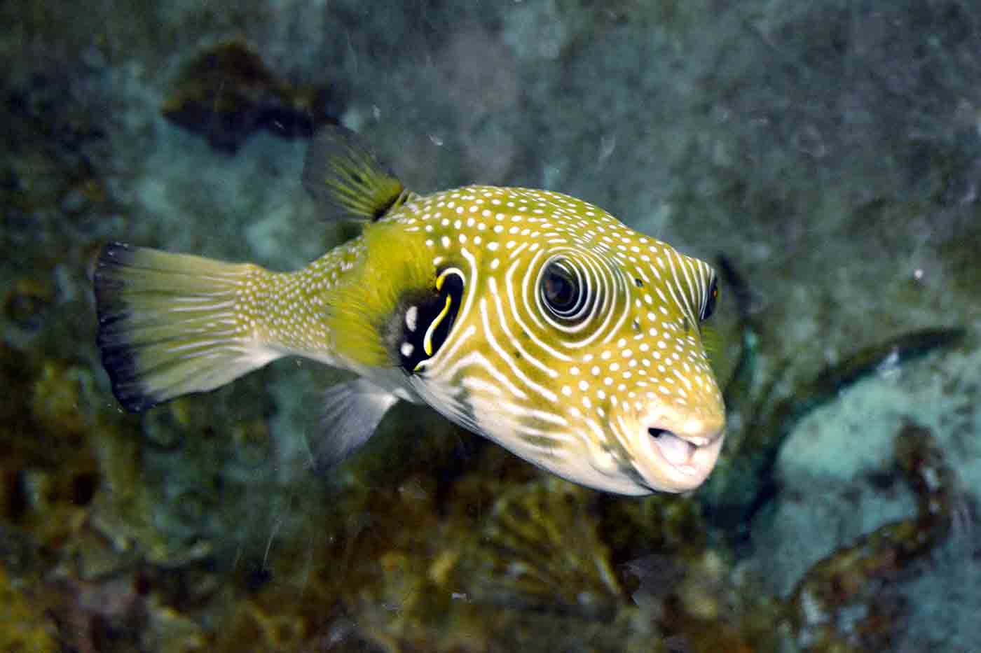 Alexandria Aquarium