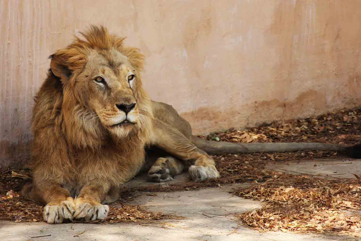 Jaipur Zoo