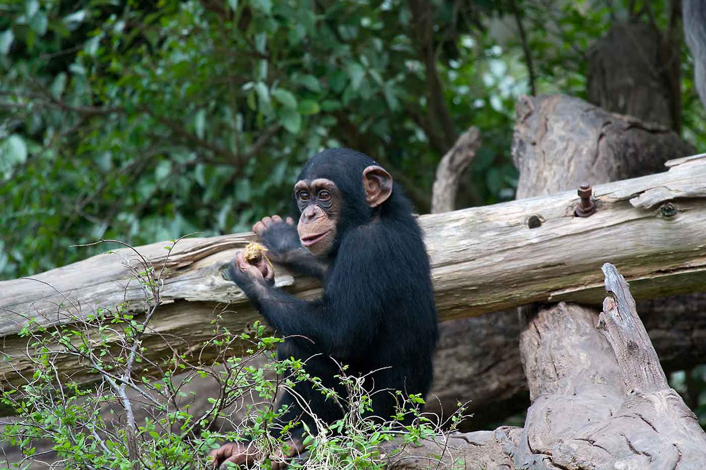 Dallas Zoo