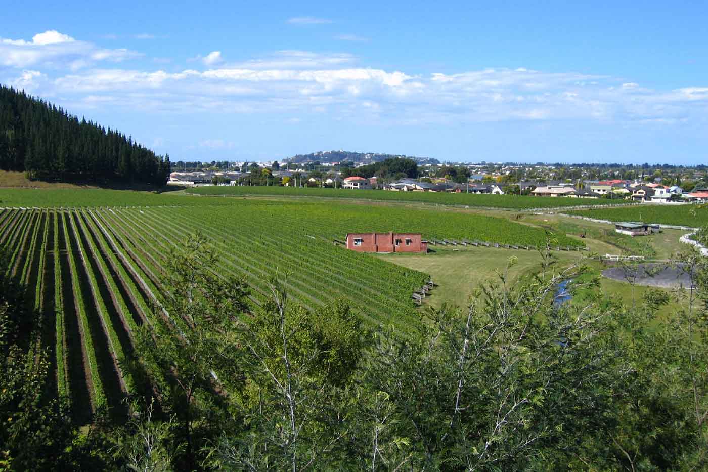 Napier Wine Tours