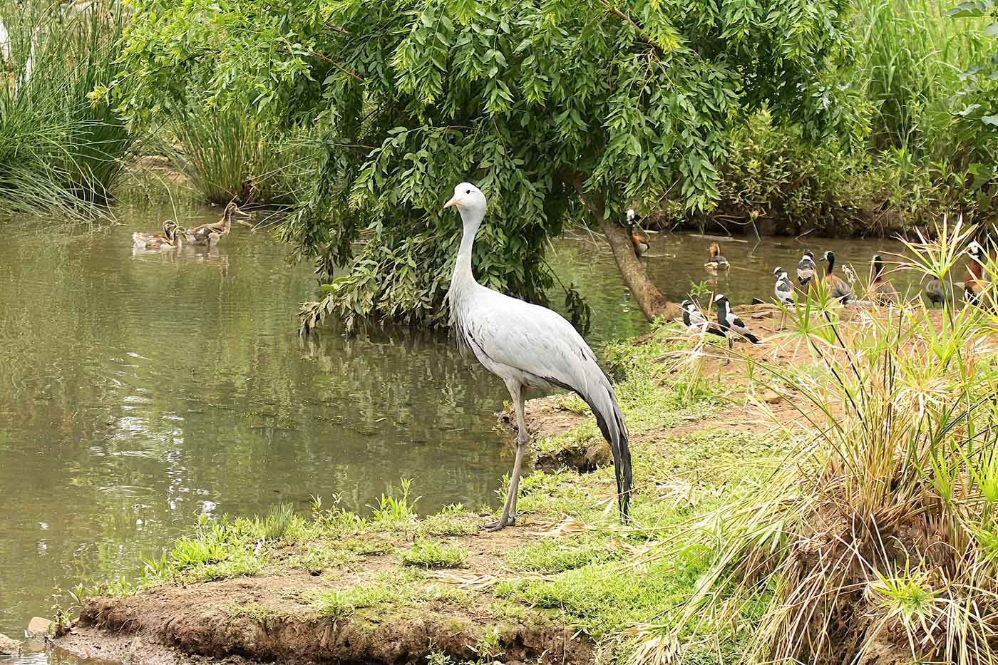 Austin Roberts Bird Sanctuary