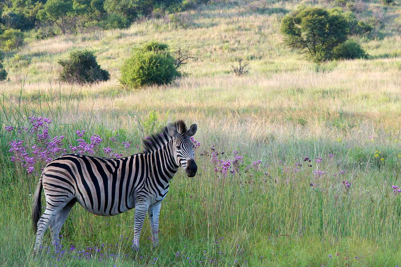 Groenkloof Nature Reserve