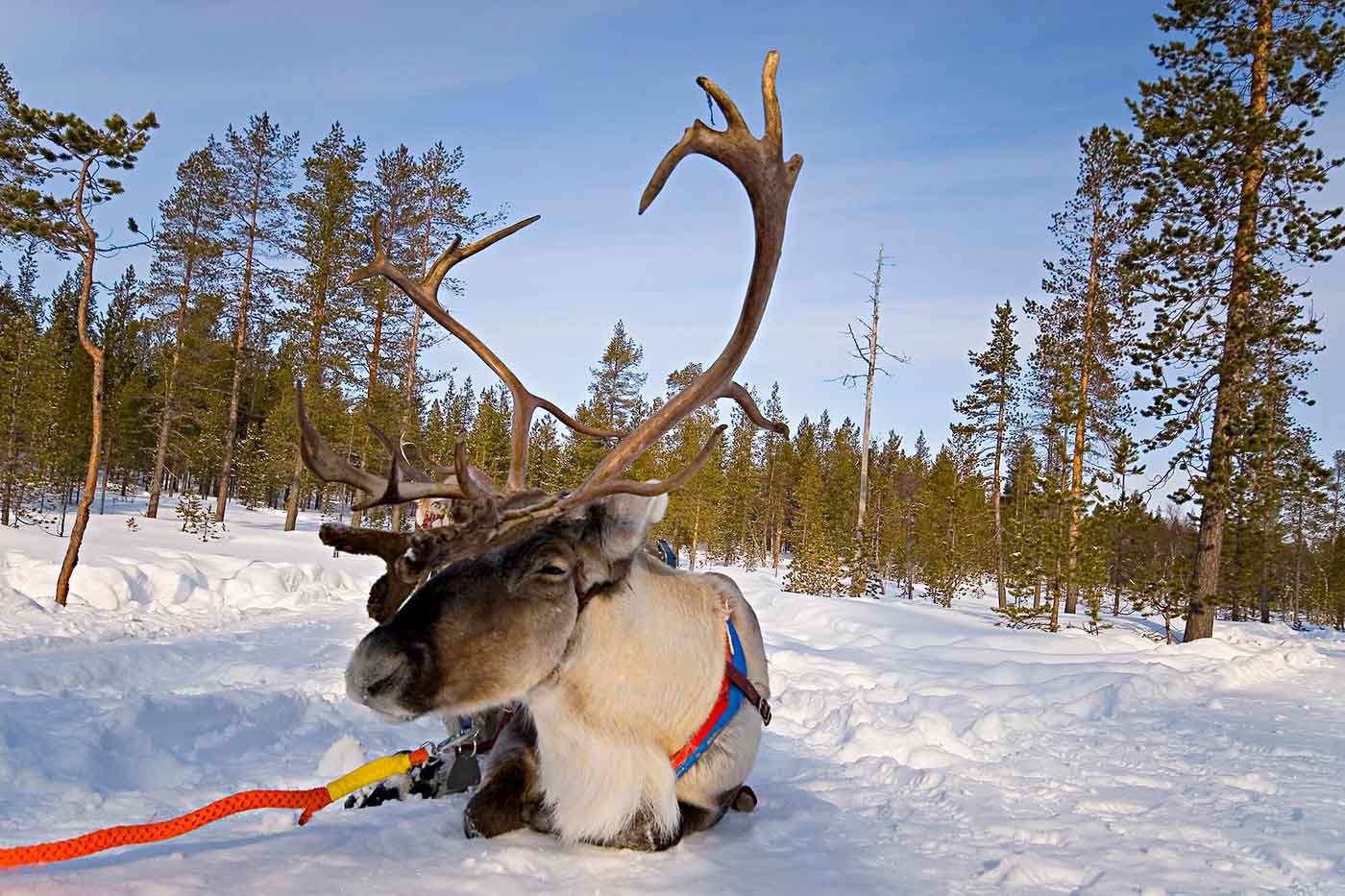 Reindeer Safari