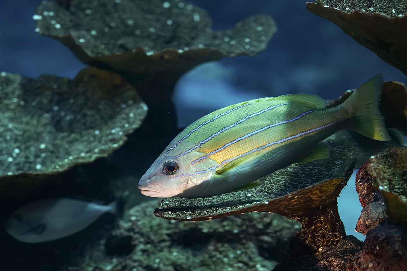 Corfu Aquarium