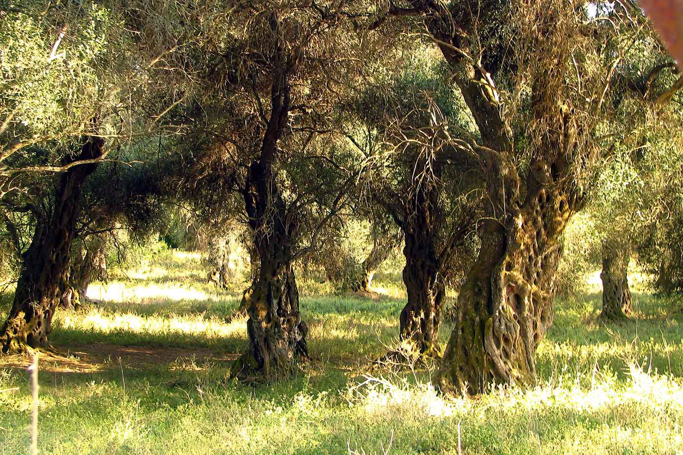 Olive Farm