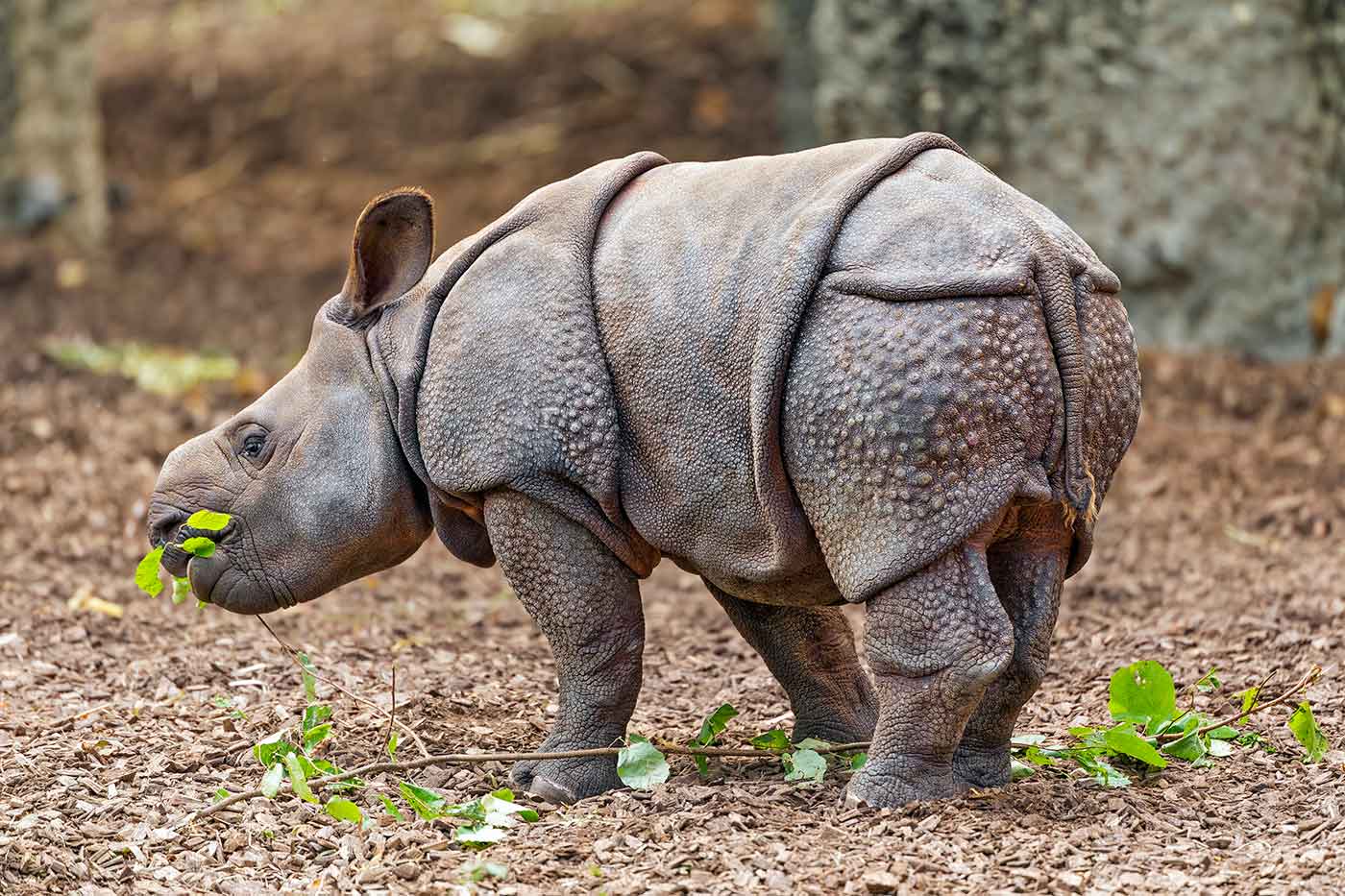 Basel Zoo