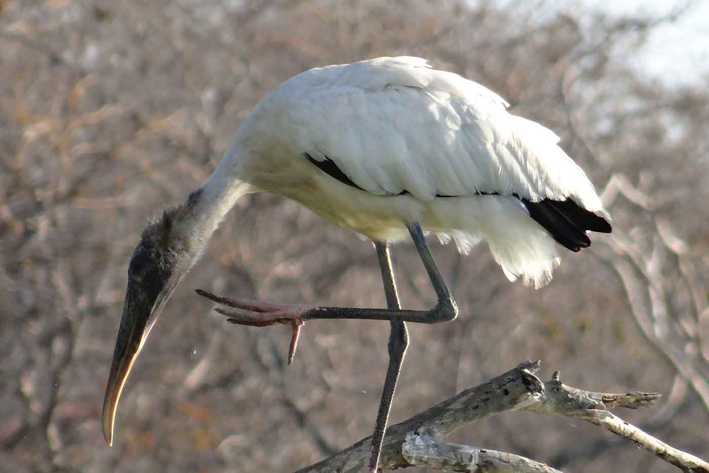 Estero Del Yugo Nature Preserve