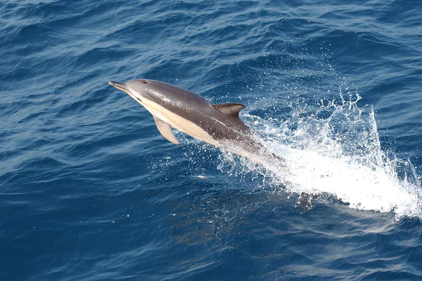 Swimming with Dolphins