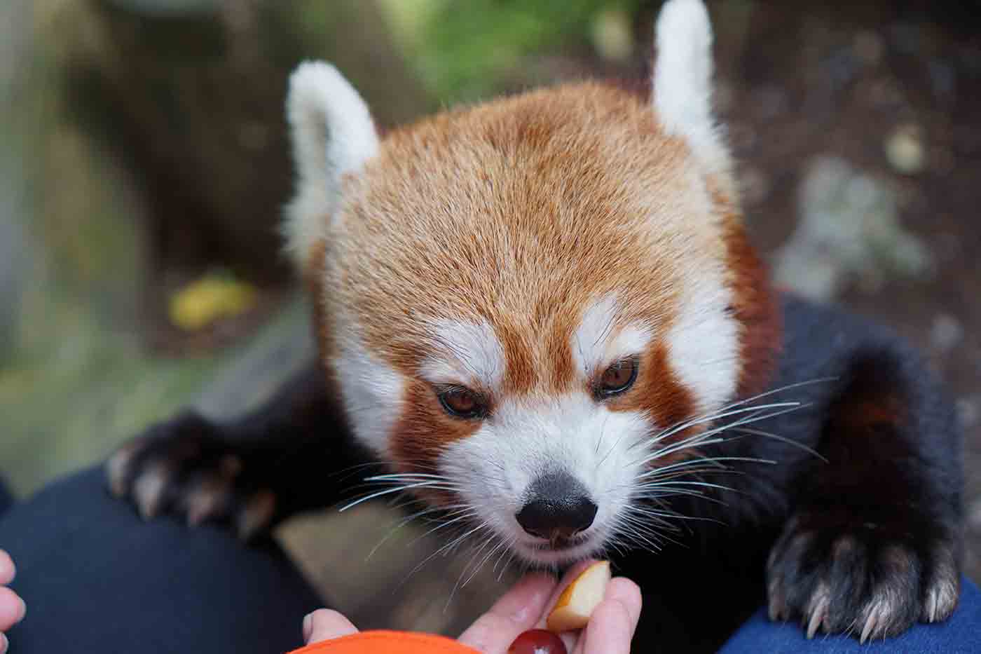 Wellington Zoo