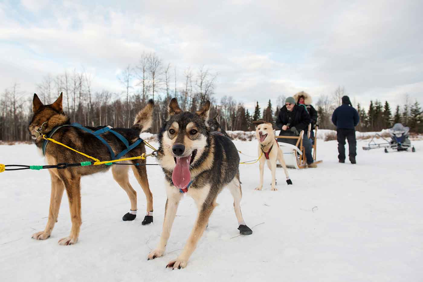 Dog Sledge Ride