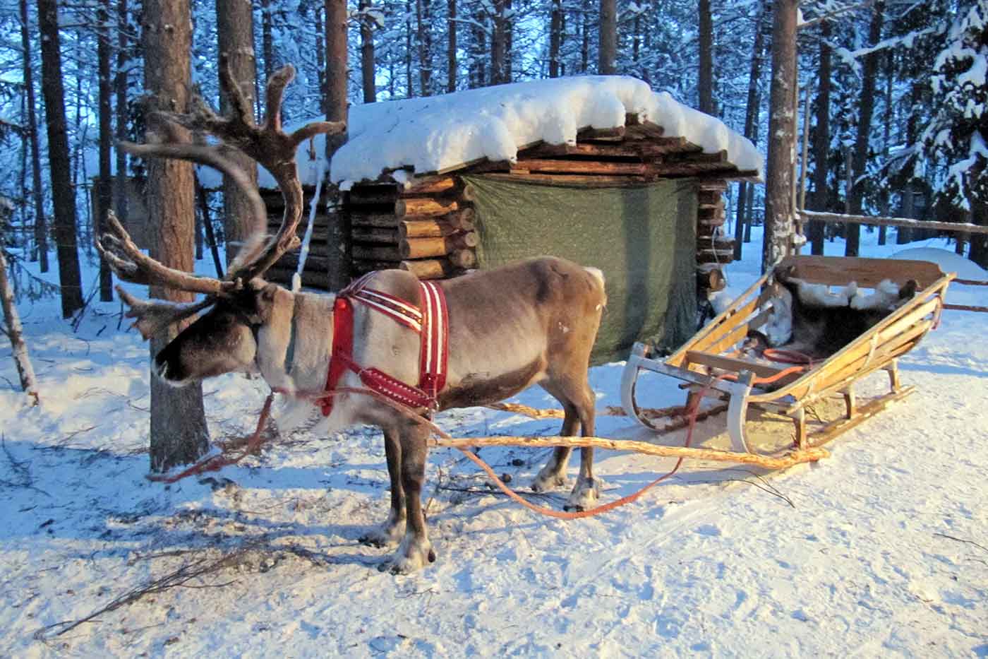 Reindeer Sledge Ride