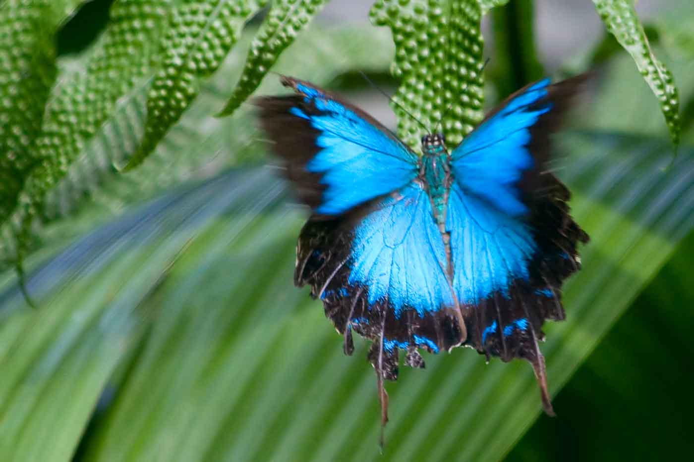 Australian Butterfly Sanctuary