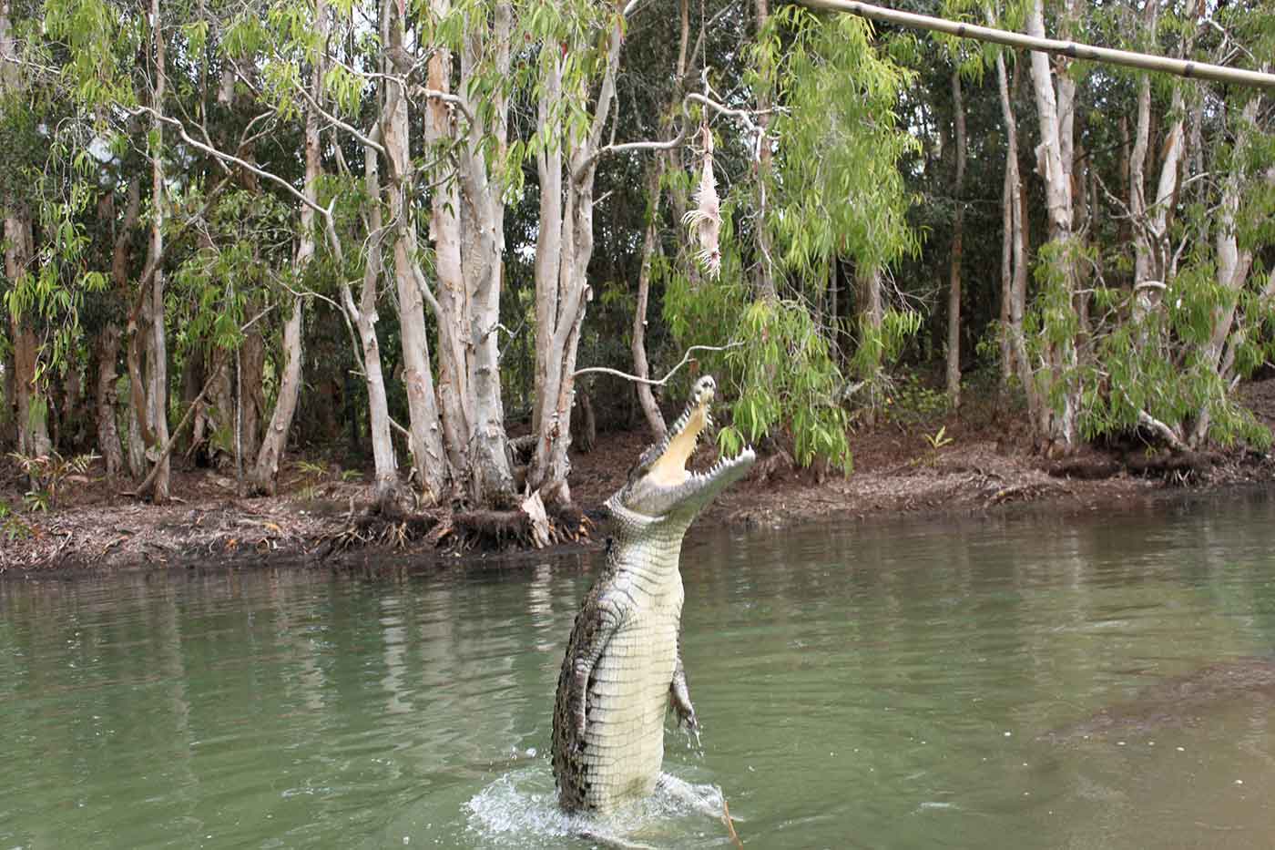 Hartley’s Crocodile Adventures