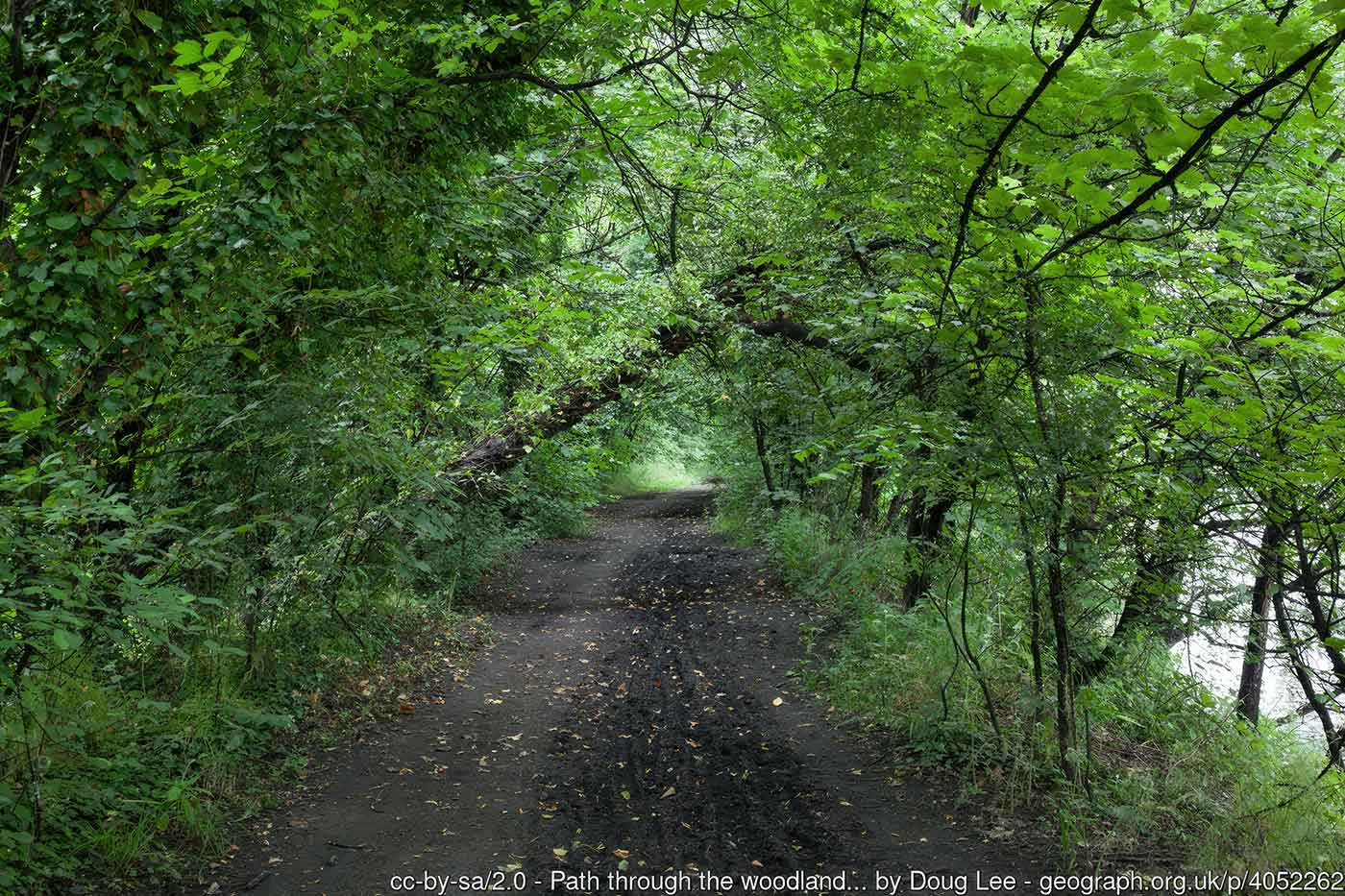 Cambus Pools Nature Reserve