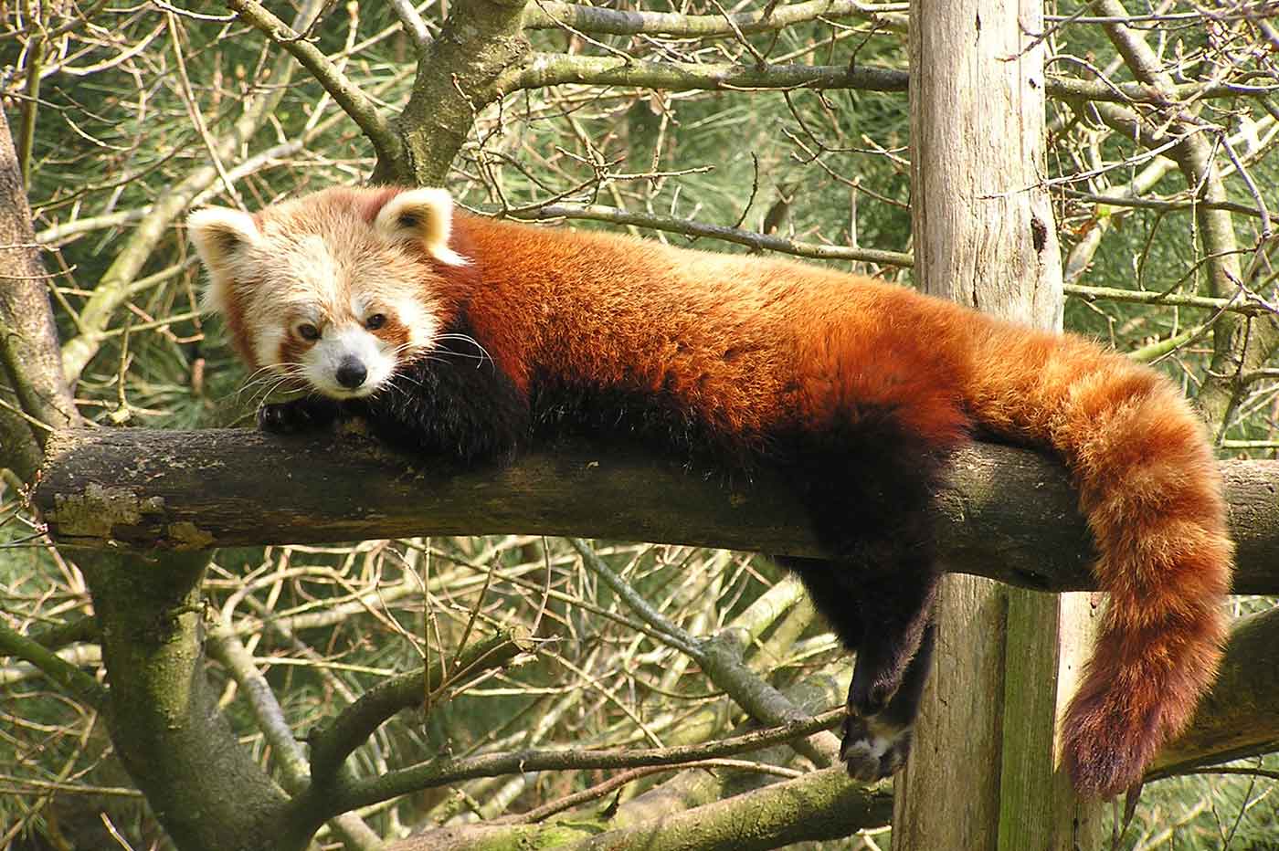 Boissiere du Dore Zoo