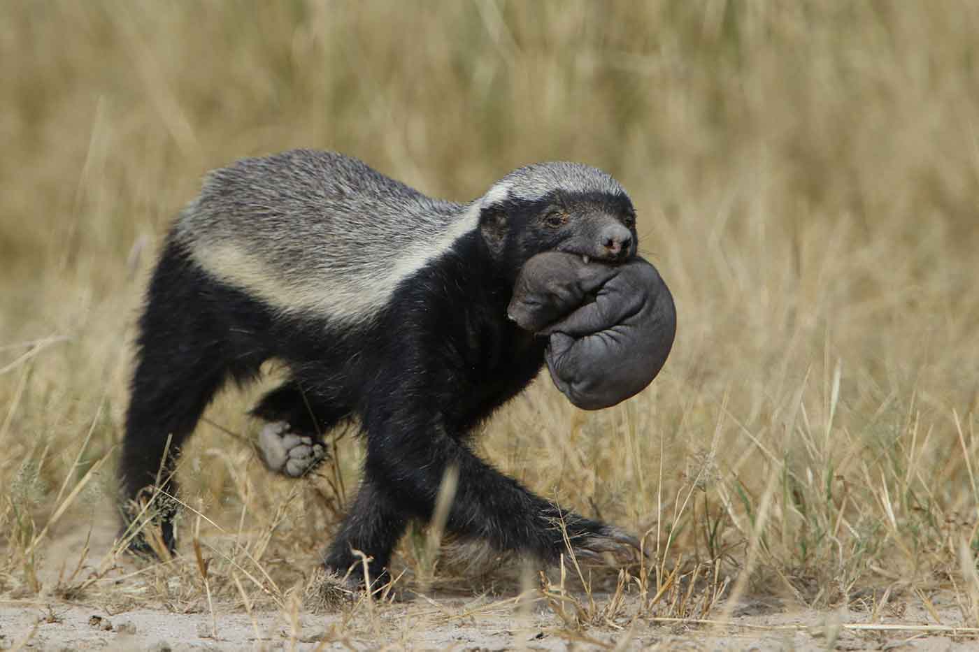 Kgalagadi Transfrontier Park